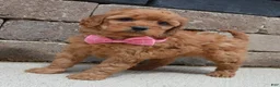Mini Goldendoodle dogs for sale: Mini Gabby - Ad 13