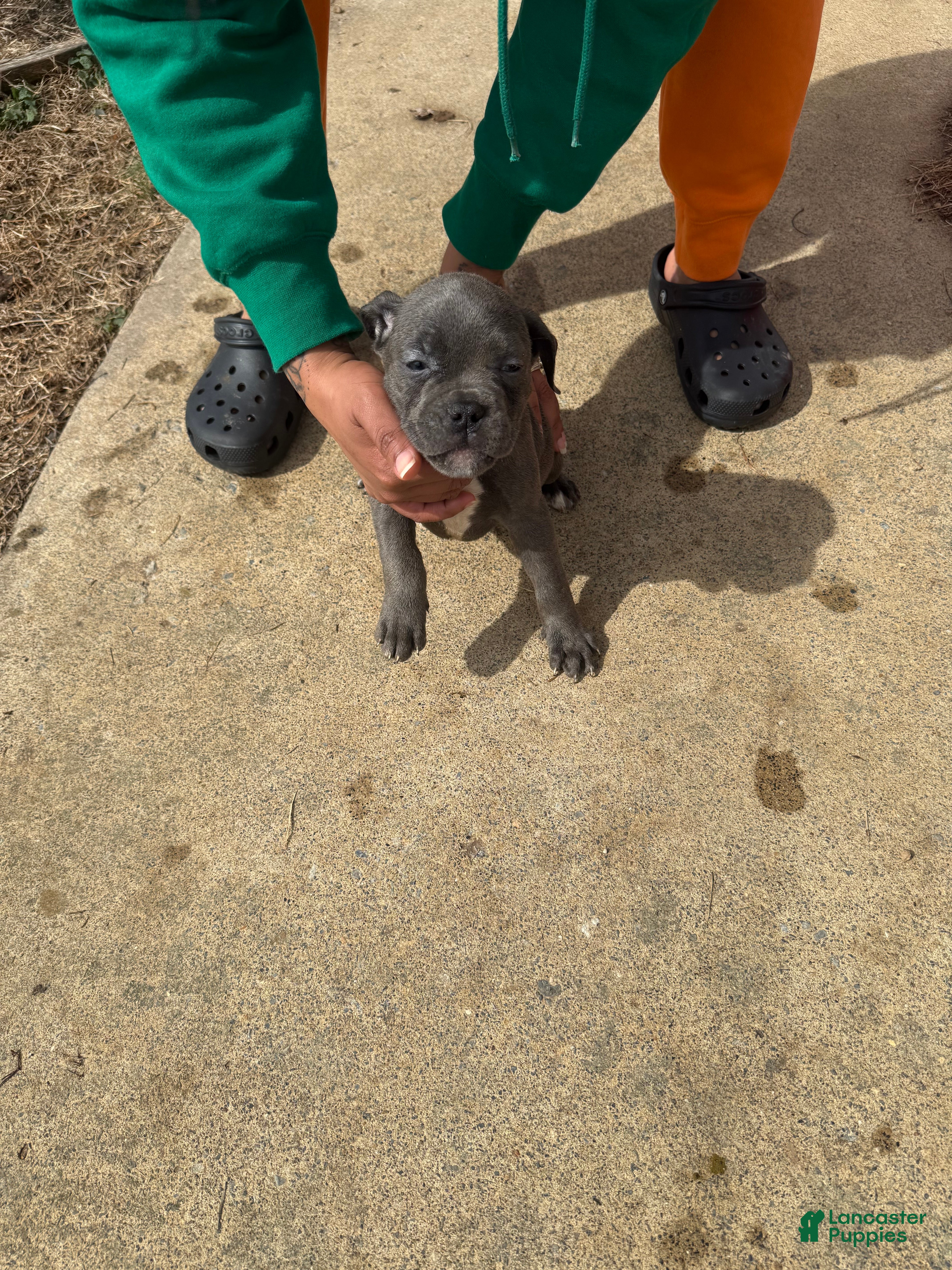 Mixed Breed dogs Mixed Breed Puppy 2 - Ad 27