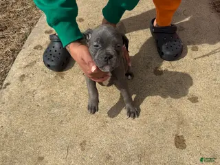 Mixed Breed dogs Mixed Breed Puppy 2 - Ad 13