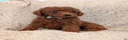 Miniature Poodle dogs for sale: Buster - Ad 4