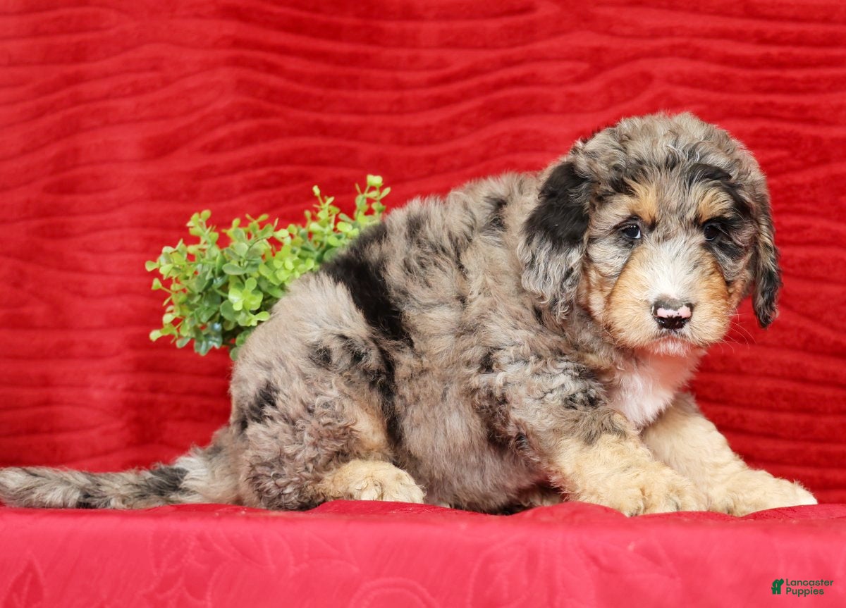 Sheepadoodle dogs Theodore - Ad 2