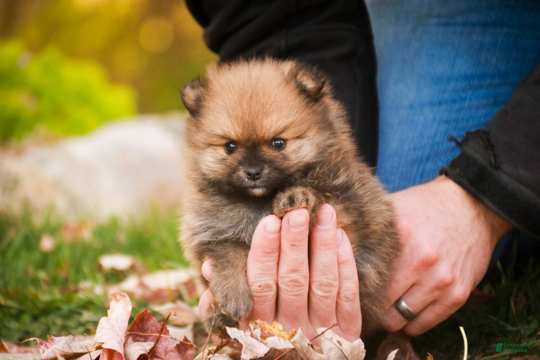 Pomeranian dogs for sale: Peyton - Ad 8