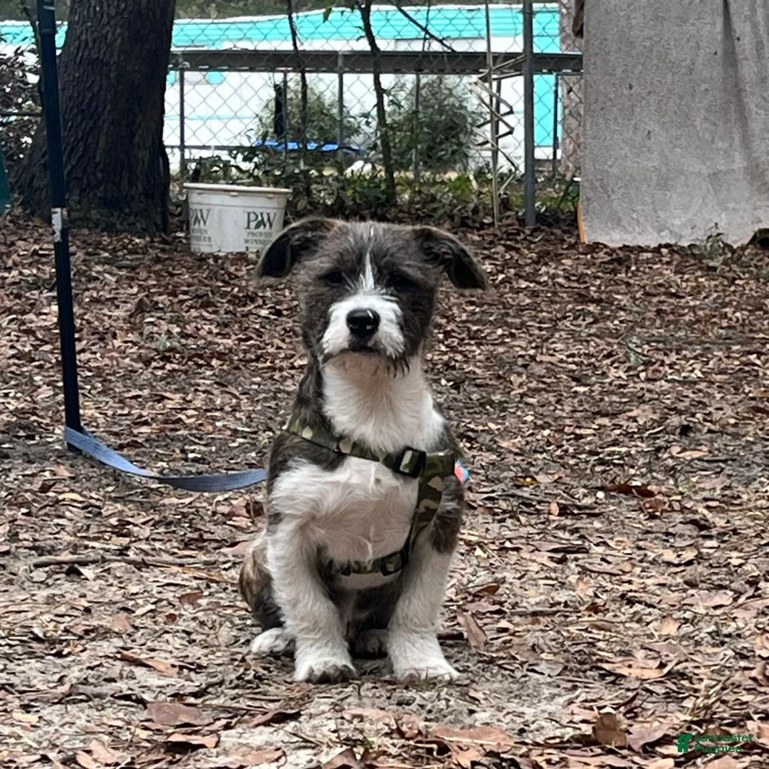 Gallery Image {{count}}