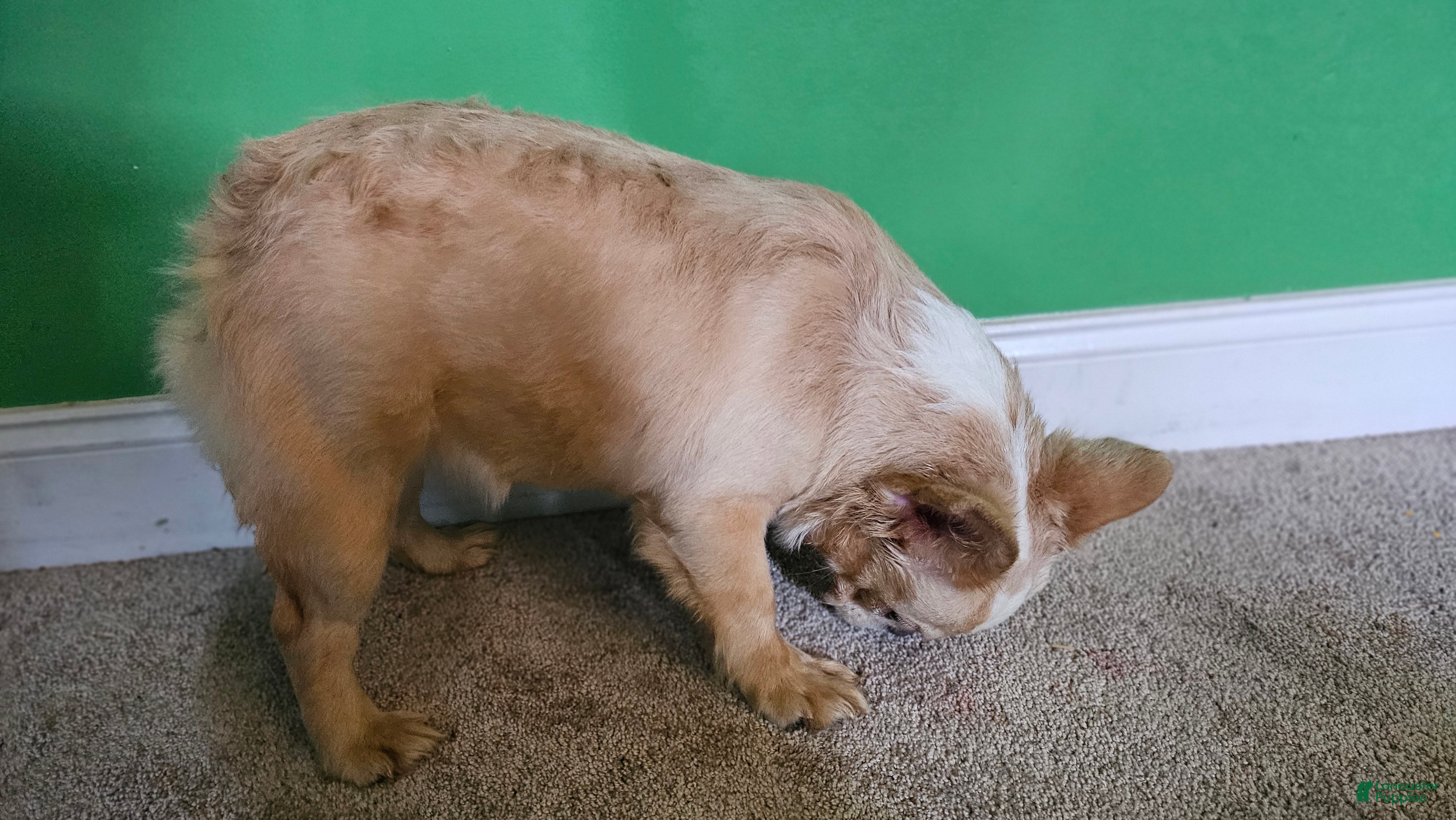 French Bulldog dogs Mezcal, female fluffy - Ad 2