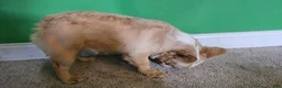 French Bulldog dogs for sale: Mezcal, the easy breeze - Ad 3