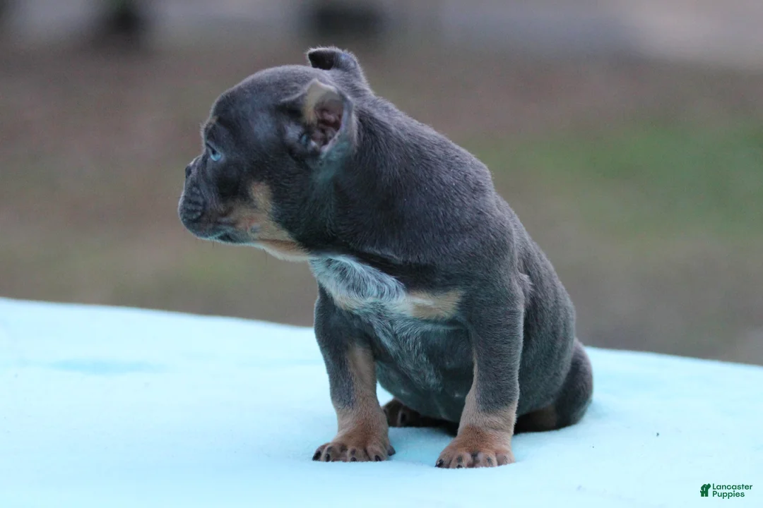 American Bully dogs for sale: Blue Tri - Ad 2