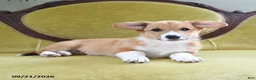 Welsh Corgi Pembroke dogs for sale: Cynthia - Ad 4