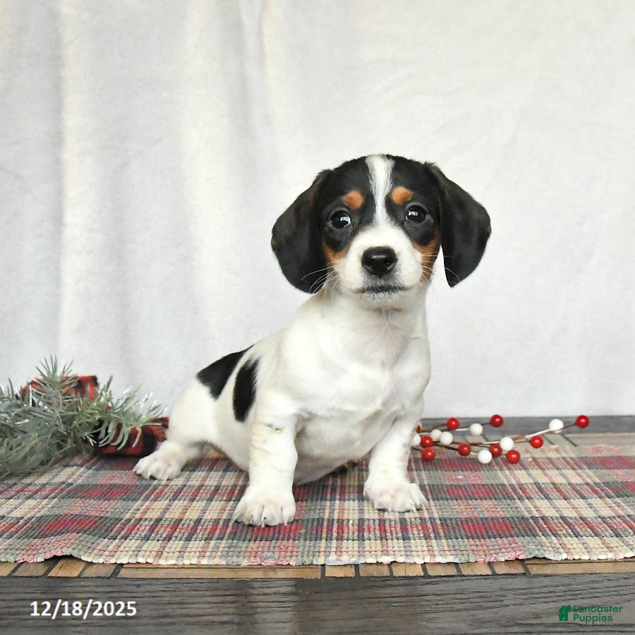 Miniature Dachshund dogs Sadie - Ad 5