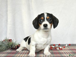 Miniature Dachshund dogs Sadie - Ad 5