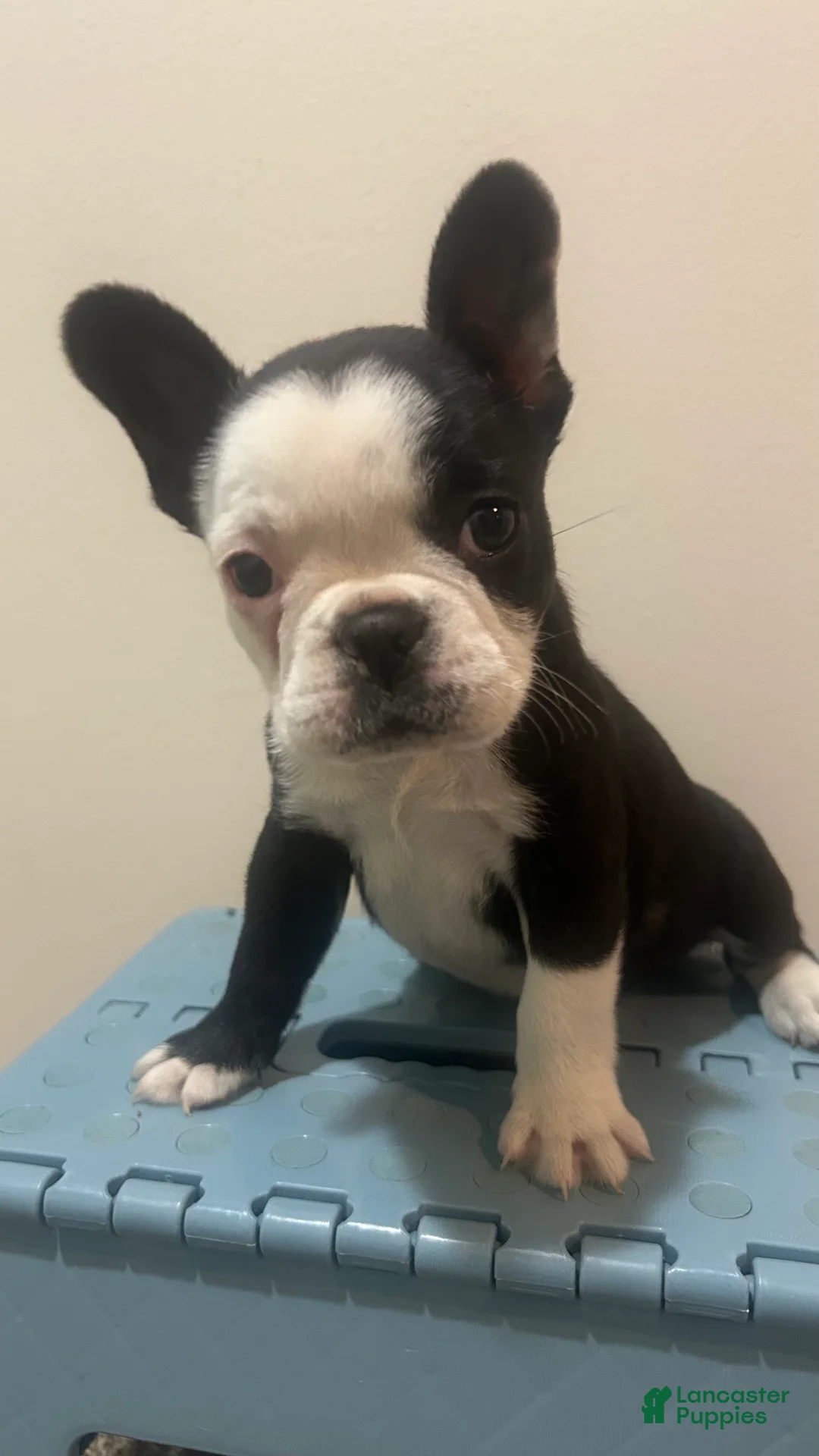 Frenchton dogs for sale: Panda  - Ad 2
