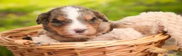 Mini Bernedoodle dogs for sale: Barley F1 Mini Bernedoodle  - Ad 15
