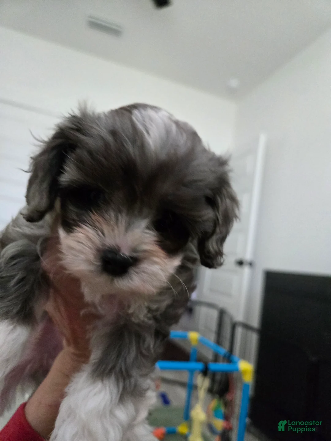 Cavapoo dogs for sale: Cavapoo Puppy 6,-  Kit Kat - Ad 2
