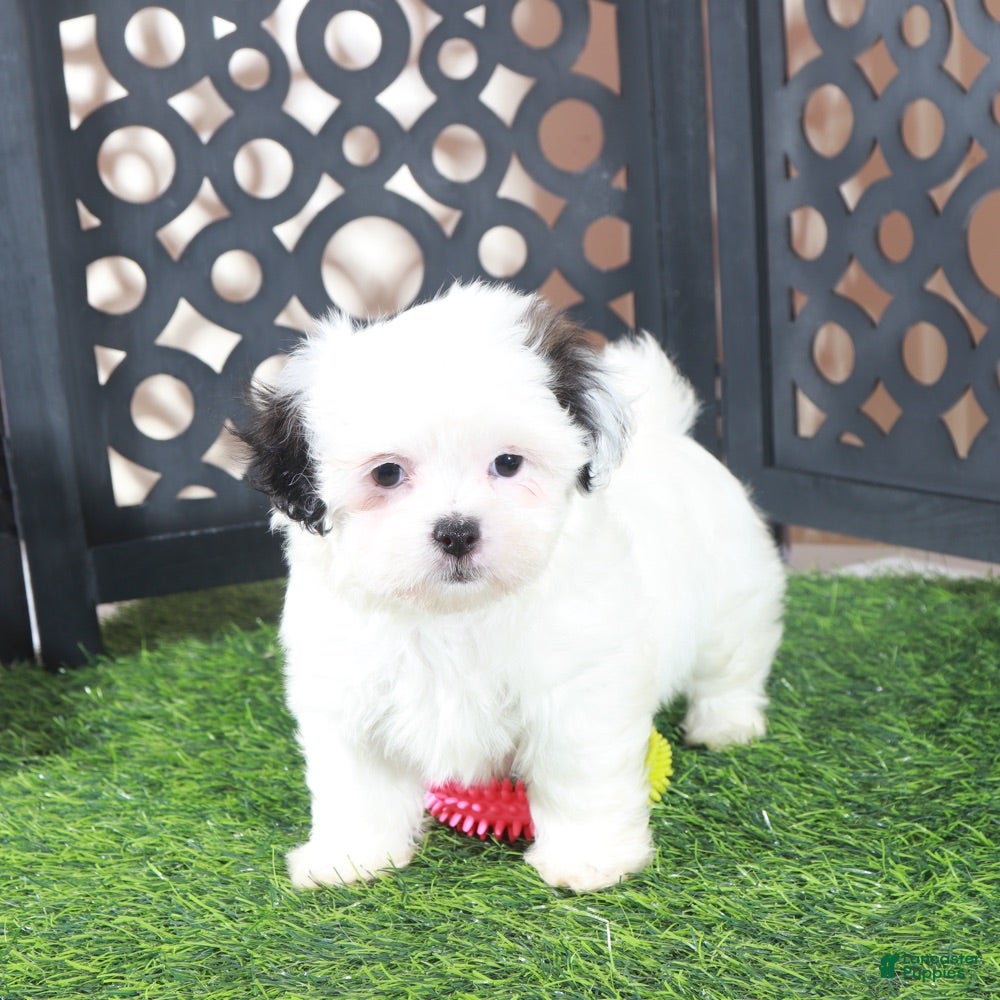 Teddy Bear dogs Grace Pretty Female Teddy Bear Puppy - Ad 1