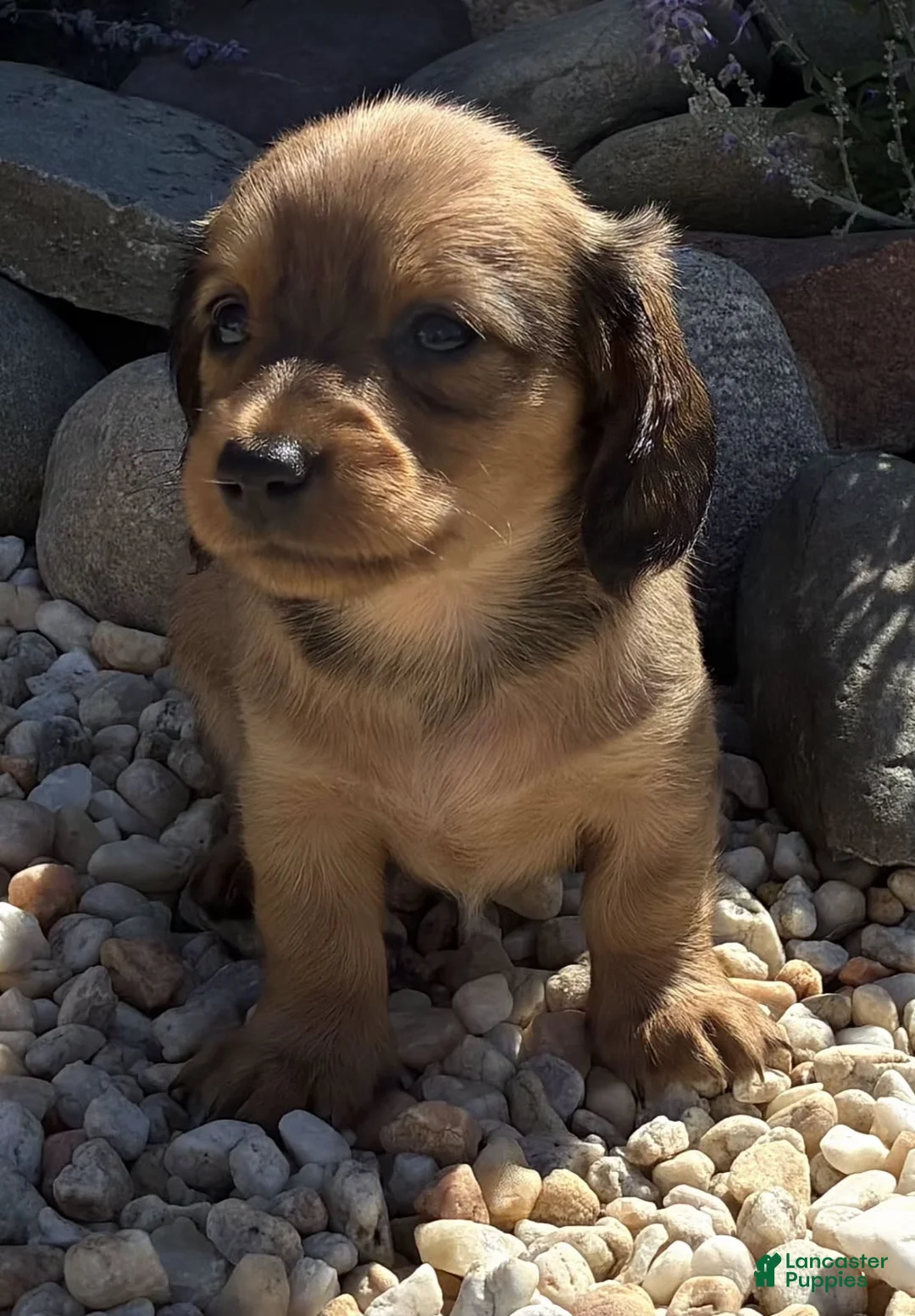 Dachshund dogs for sale: Daisy - Ad 1