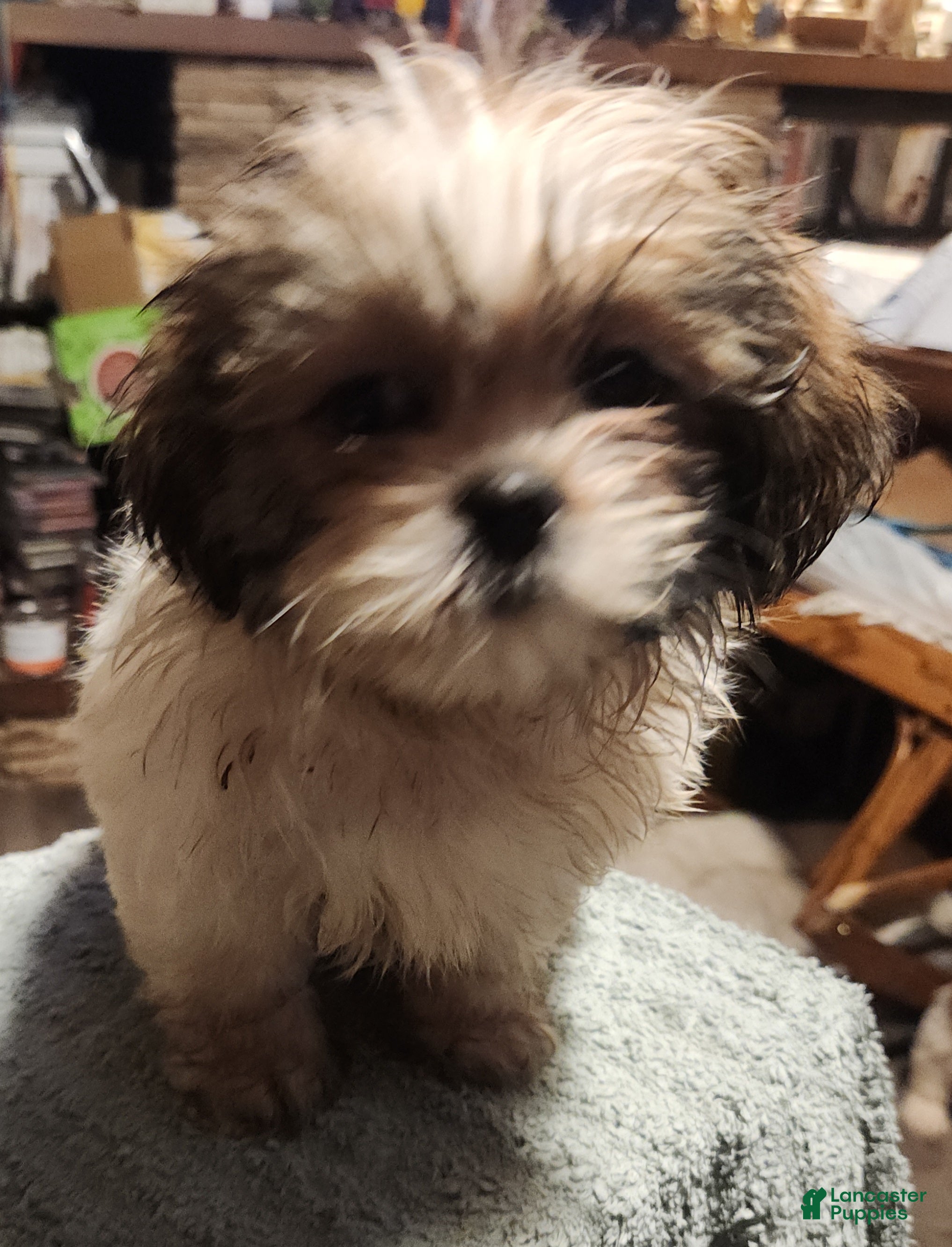 Shih Tzu dogs for sale: Jess - Ad 2