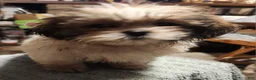 Shih Tzu dogs for sale: Jess - Ad 2