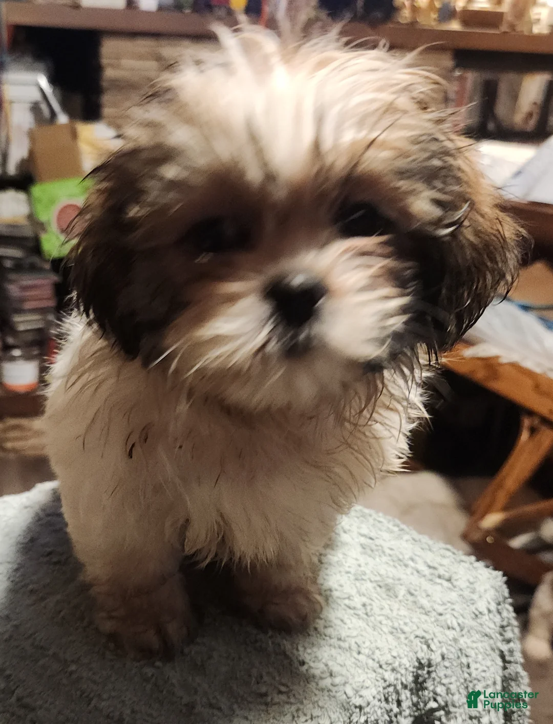 Shih Tzu dogs for sale: Jess - Ad 2