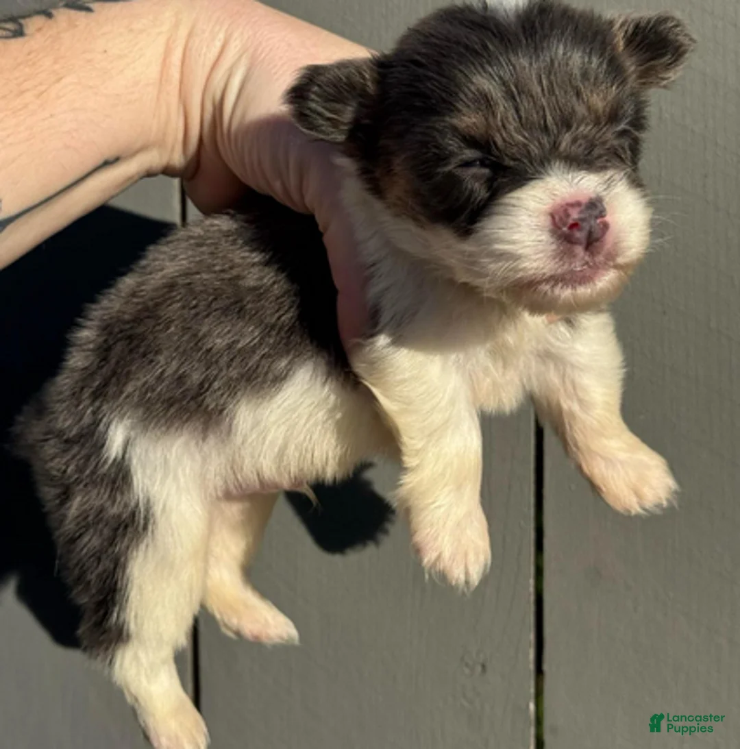 Welsh Corgi Pembroke dogs for sale: Bentley (fluffy) - Ad 1