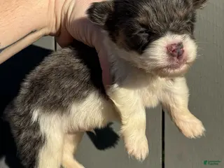 Welsh Corgi Pembroke dogs Bentley (fluffy) - Ad 2