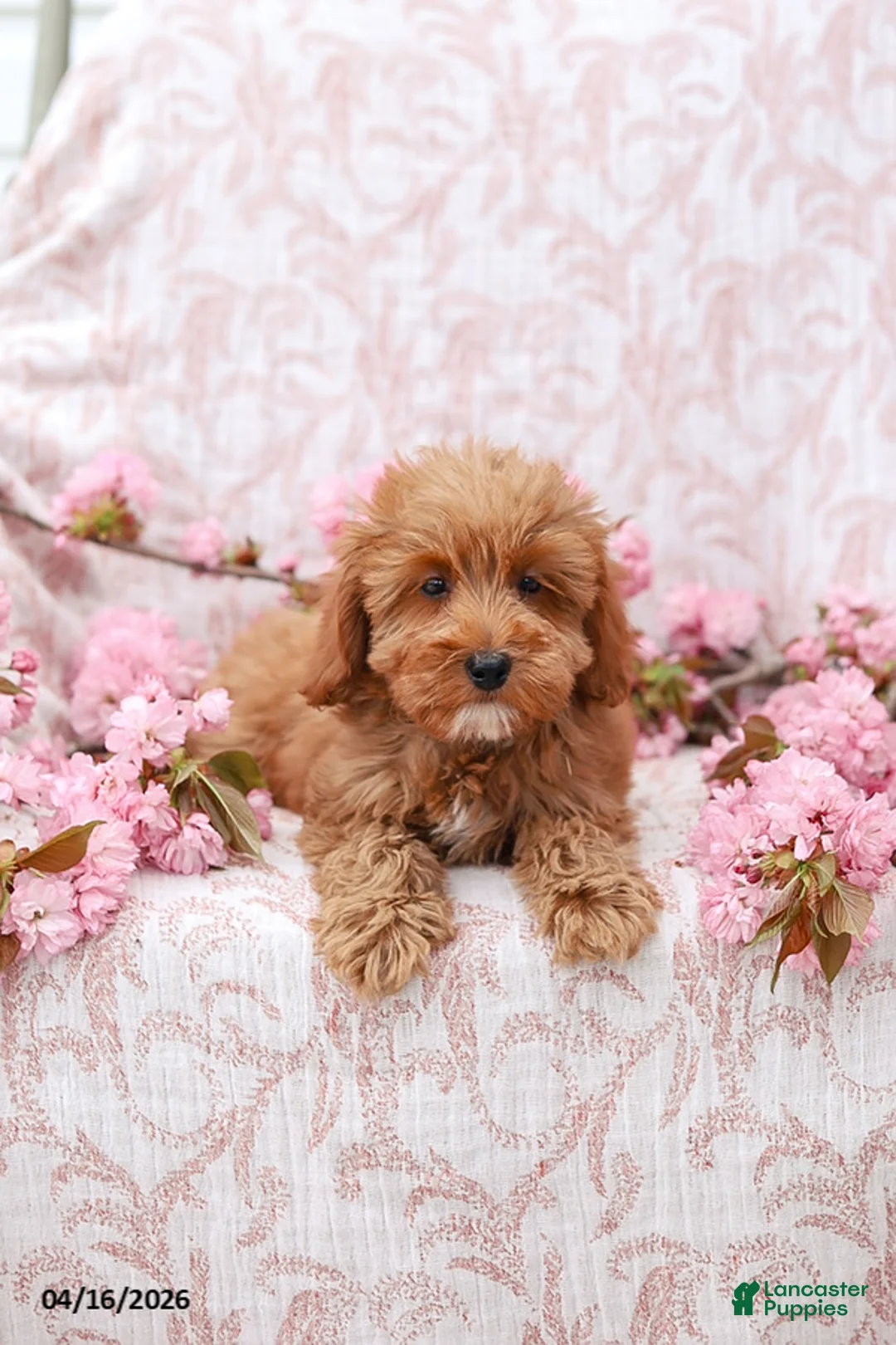 Mini Goldendoodle dogs for sale: Jared - Ad 2