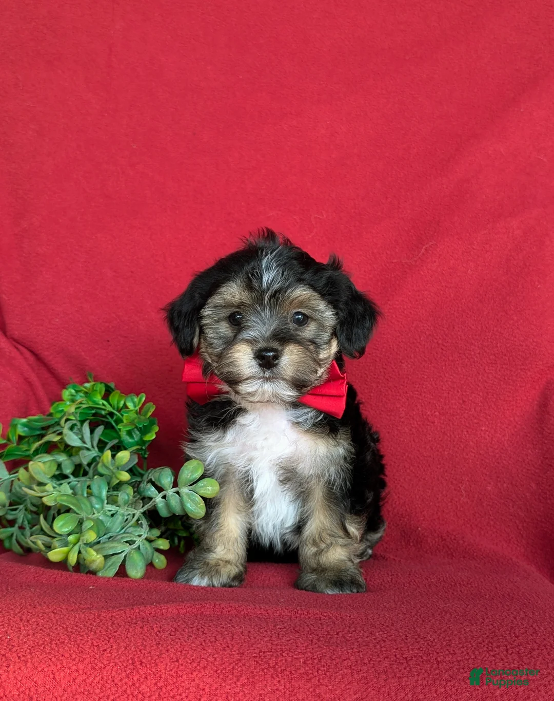Yorkiepoo dogs for sale: Duane 7 lbs Full Grown - Ad 1