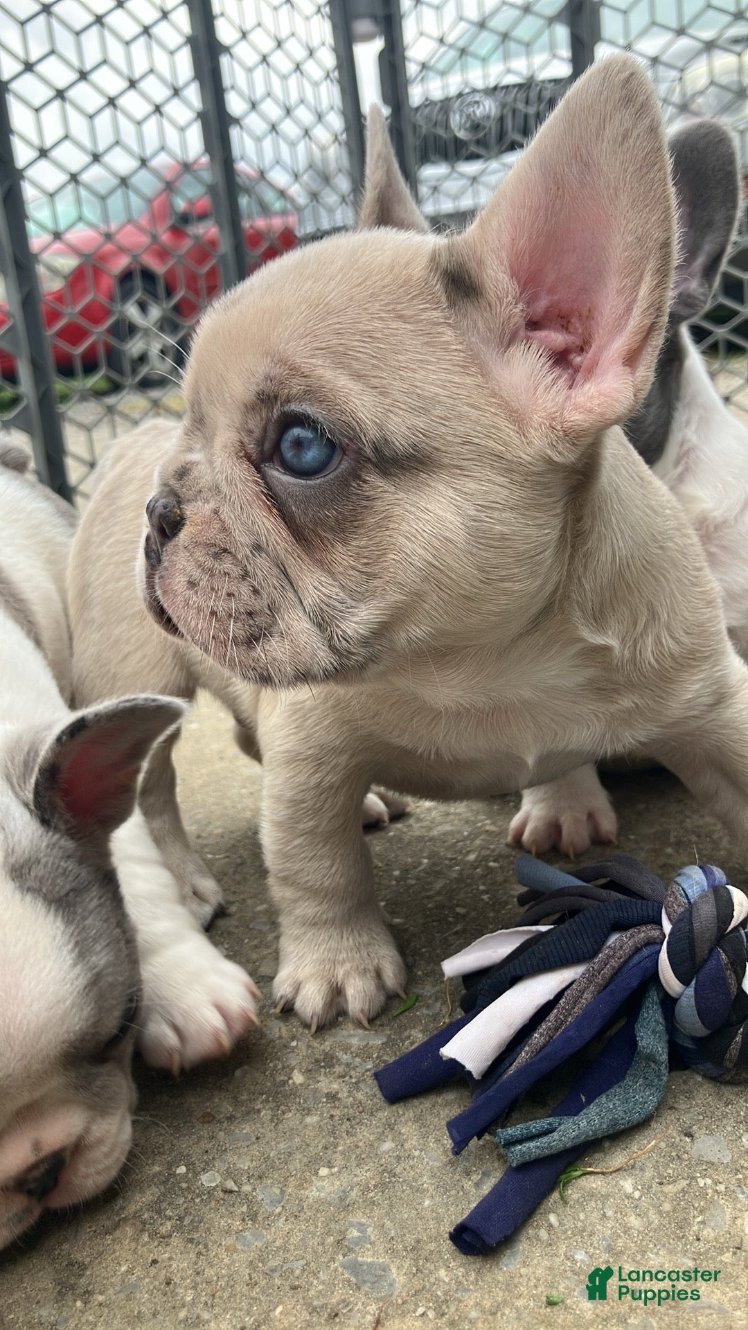 French Bulldog dogs Ghost - Ad 30