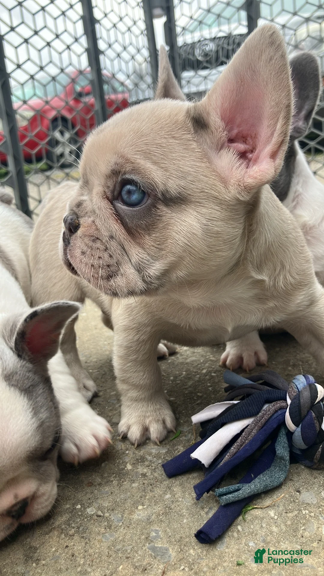 French Bulldog dogs for sale: Ghost - Ad 1