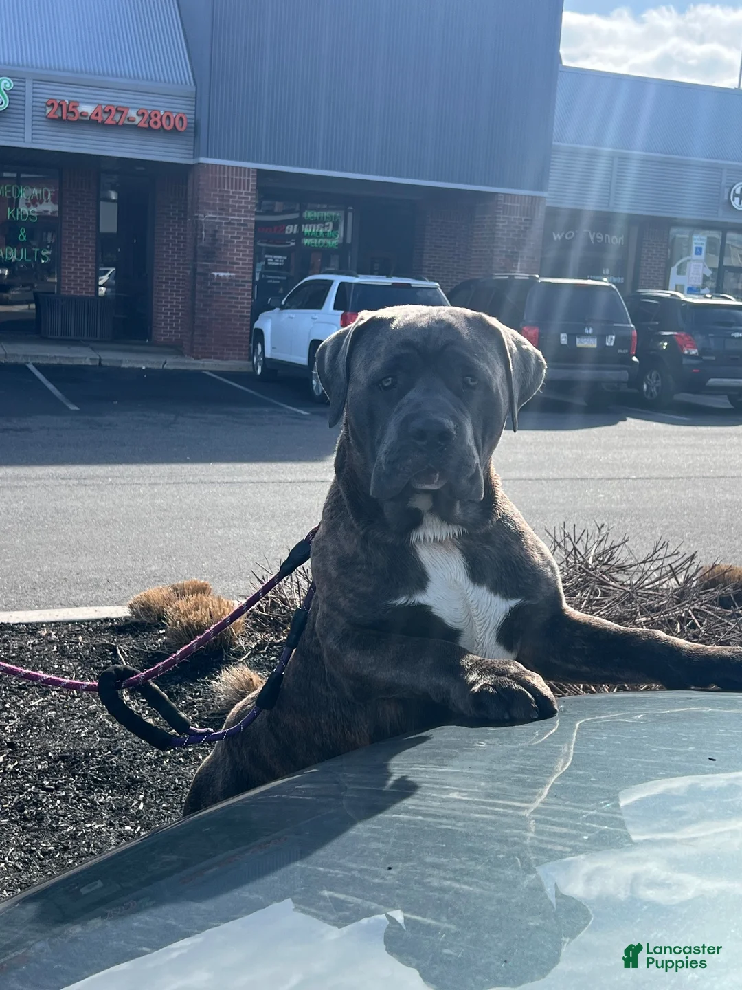 Cane Corso dogs for sale: Cane Corso 1 - Ad 1