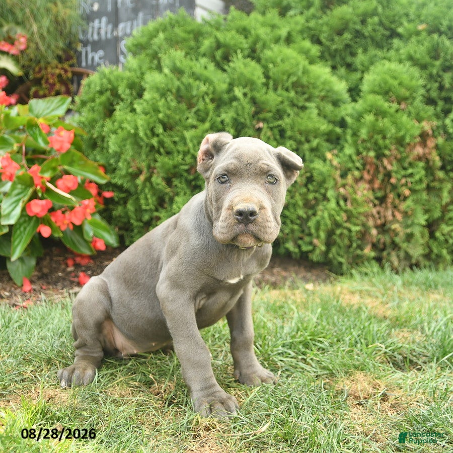 Cane Corso dogs Lotus  - Ad 1