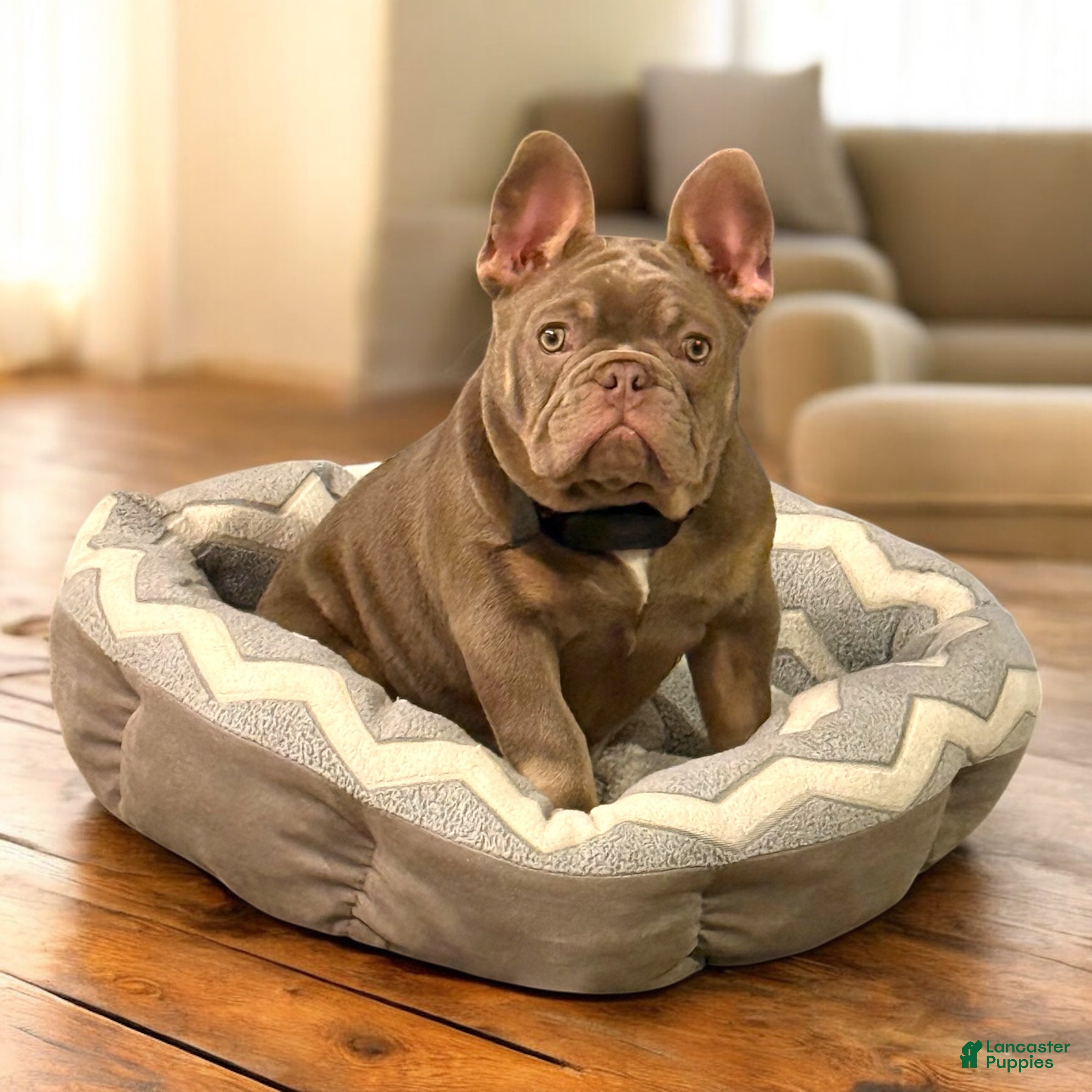 French Bulldog dogs Bone Crusher - Ad 42