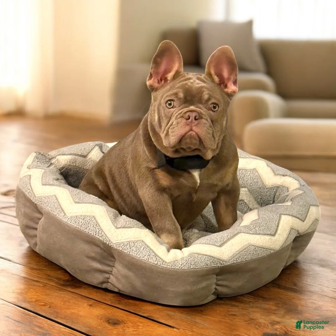 French Bulldog dogs for sale: Bone Crusher - Ad 1