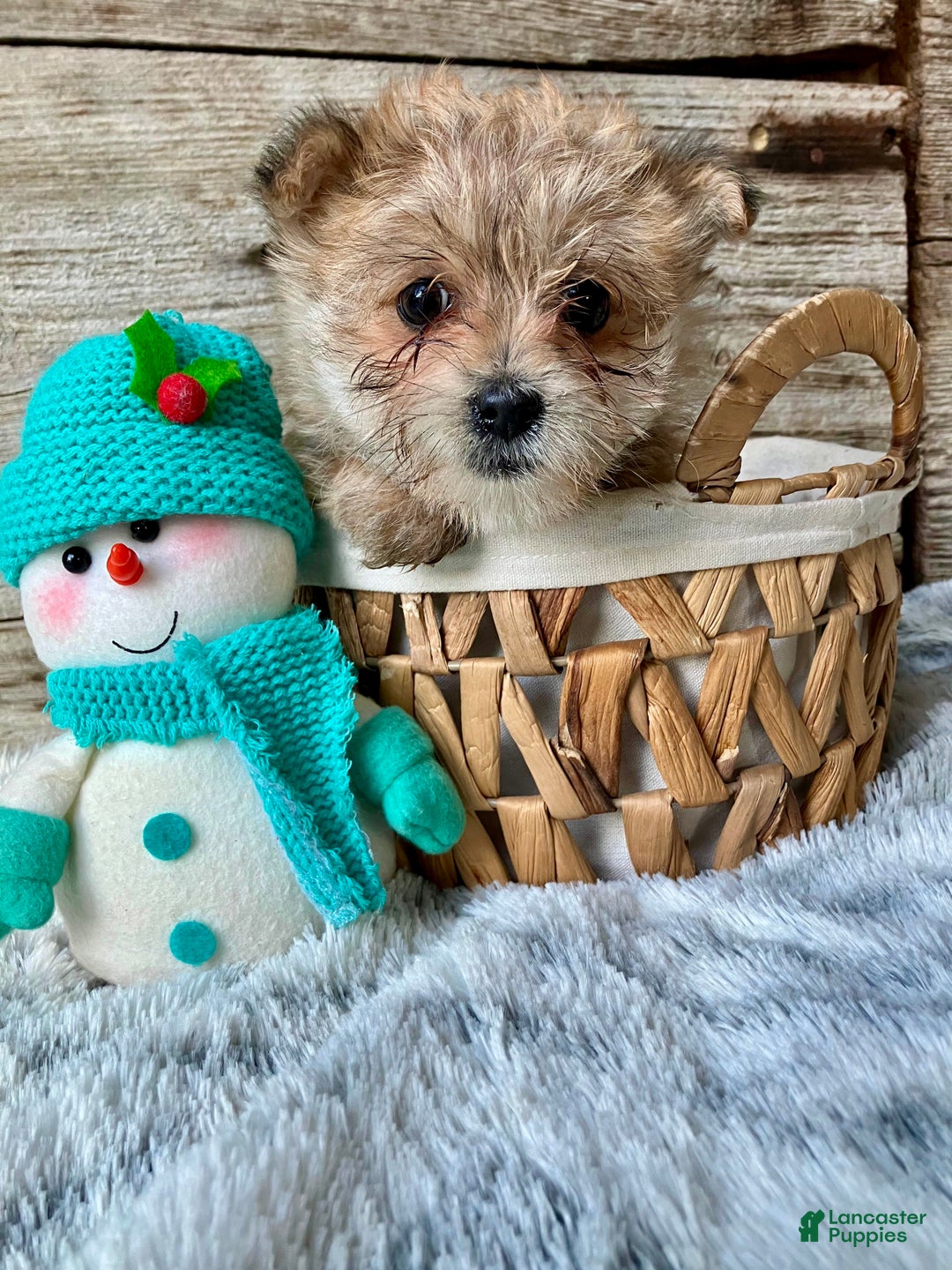 Morkie dogs for sale: Daisy - Ad 5