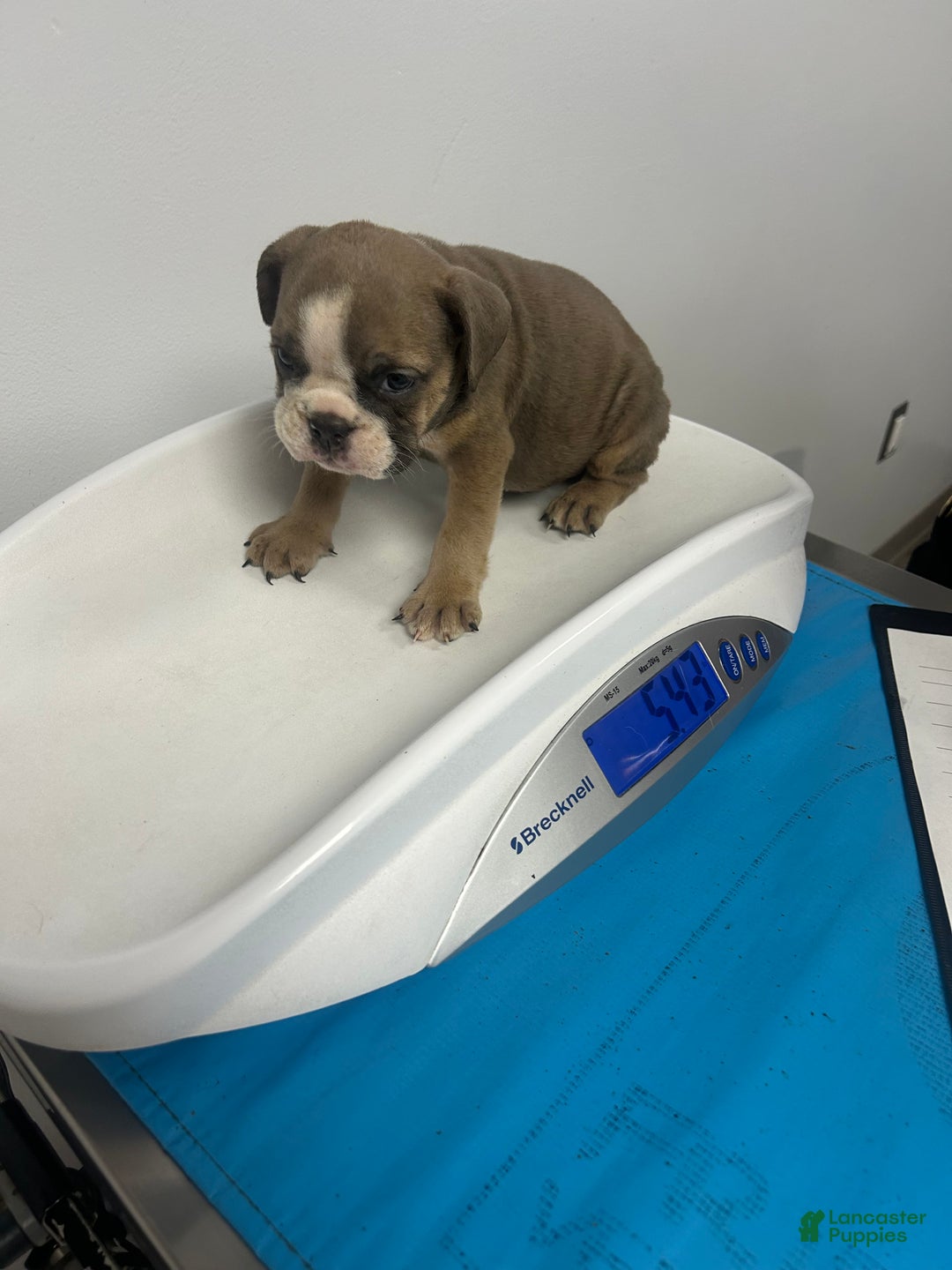 English Bulldog dogs for sale: Georgia - Ad 5