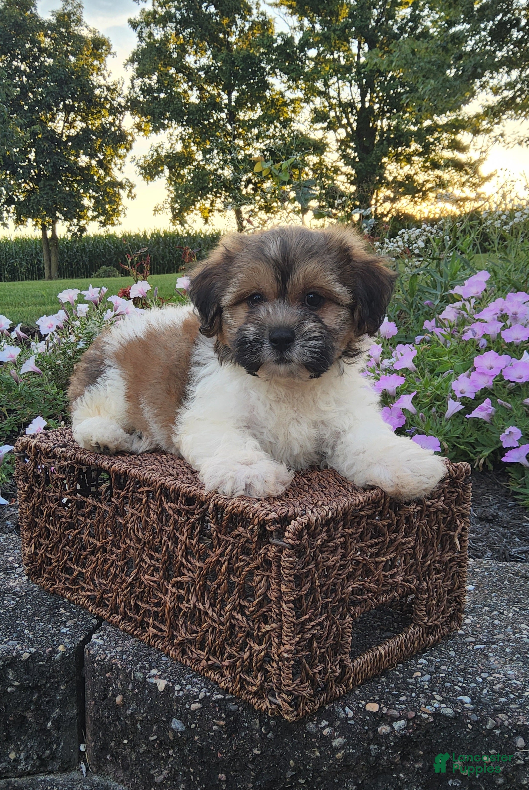 Teddy Bear dogs Casey - Ad 2