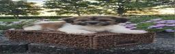 Teddy Bear dogs for sale: Casey - Ad 2