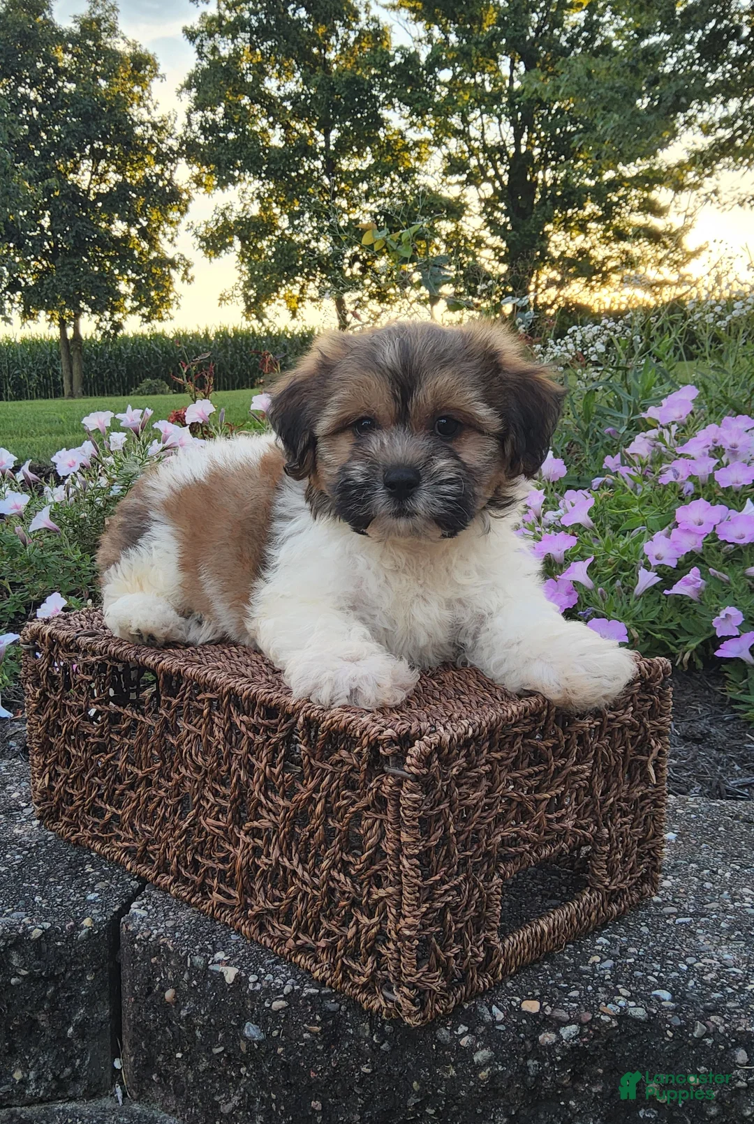 Teddy Bear dogs for sale: Casey - Ad 2