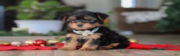 Morkie dogs for sale: Bailey - Ad 5