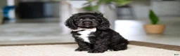 Cocker Spaniel dogs for sale: Ellie - Ad 3