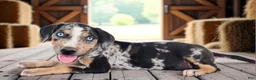 Catahoula Leopard Dog dogs for sale: MS 2026 Male 1 - Ad 6