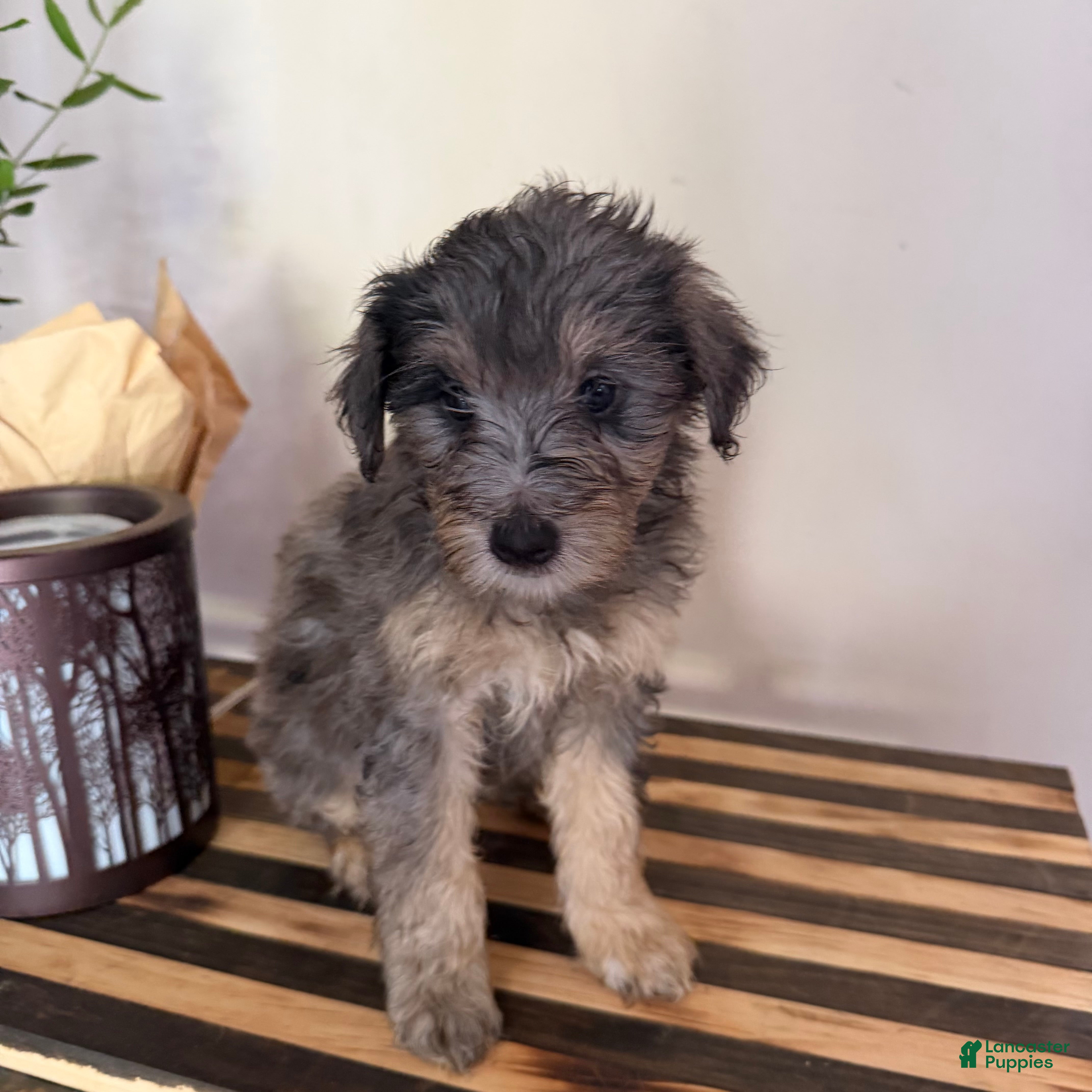 Mini Goldendoodle dogs MAGGIE  - Ad 1