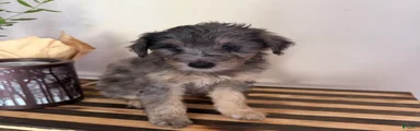 MAGGIE 