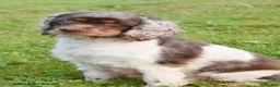 Cockapoo dogs for sale: Quentin - Ad 4