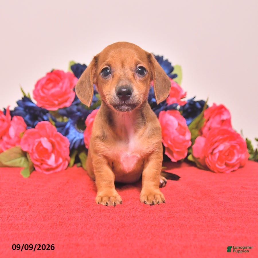 Miniature Dachshund dogs Winona - Ad 2