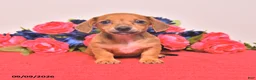 Miniature Dachshund dogs for sale: Winona - Ad 2