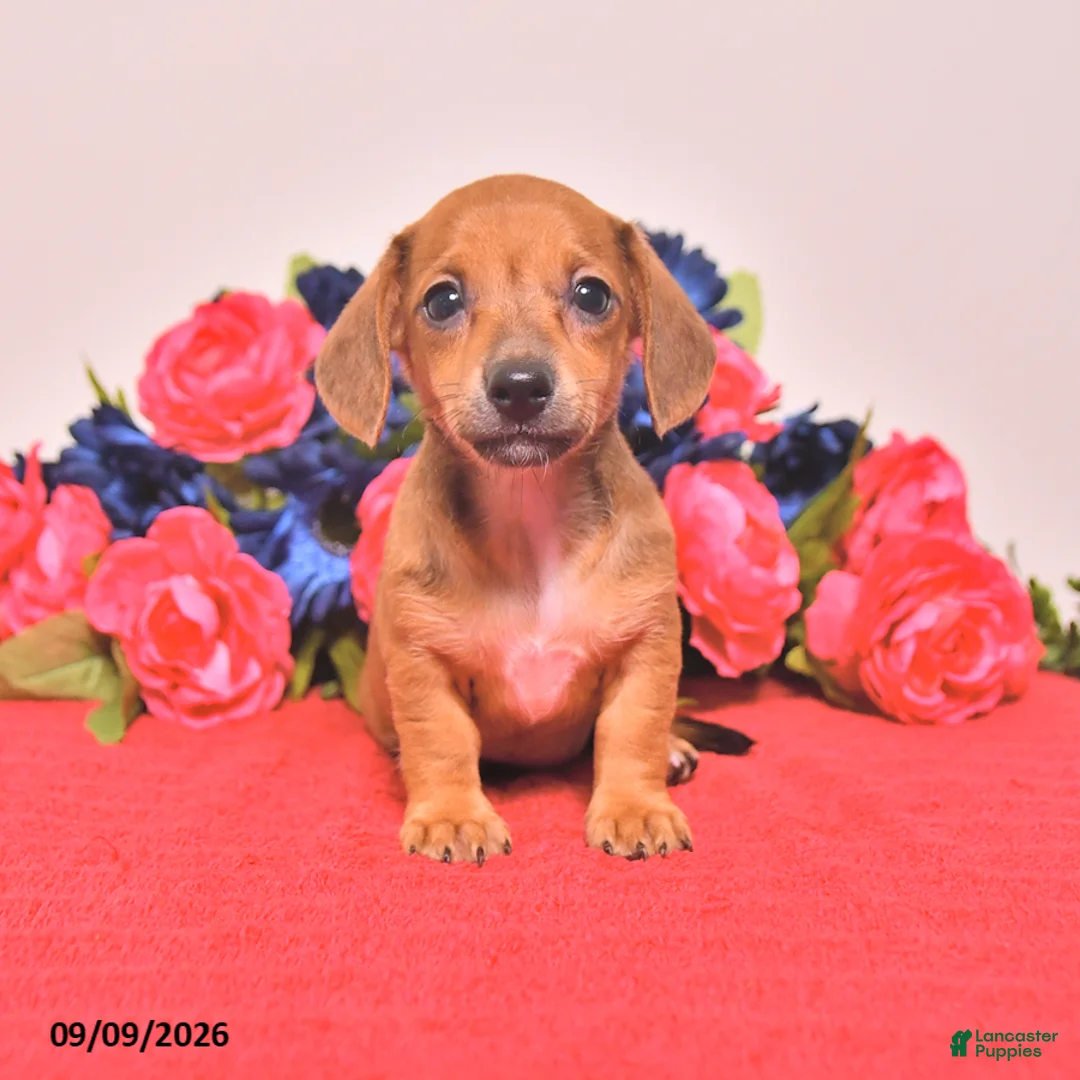 Miniature Dachshund dogs for sale: Winona - Ad 2