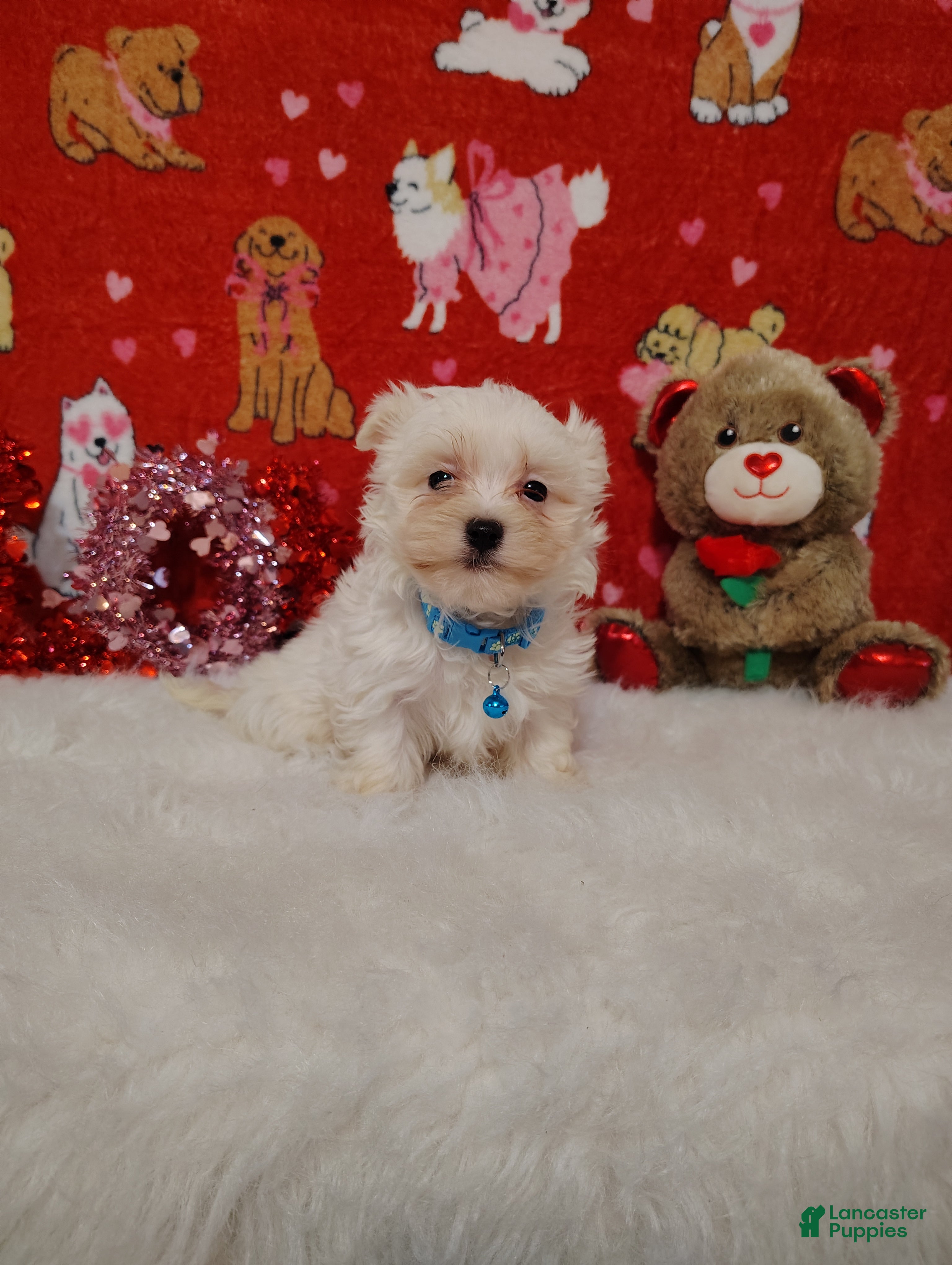 Maltese dogs Liam - Blue - Ad 2