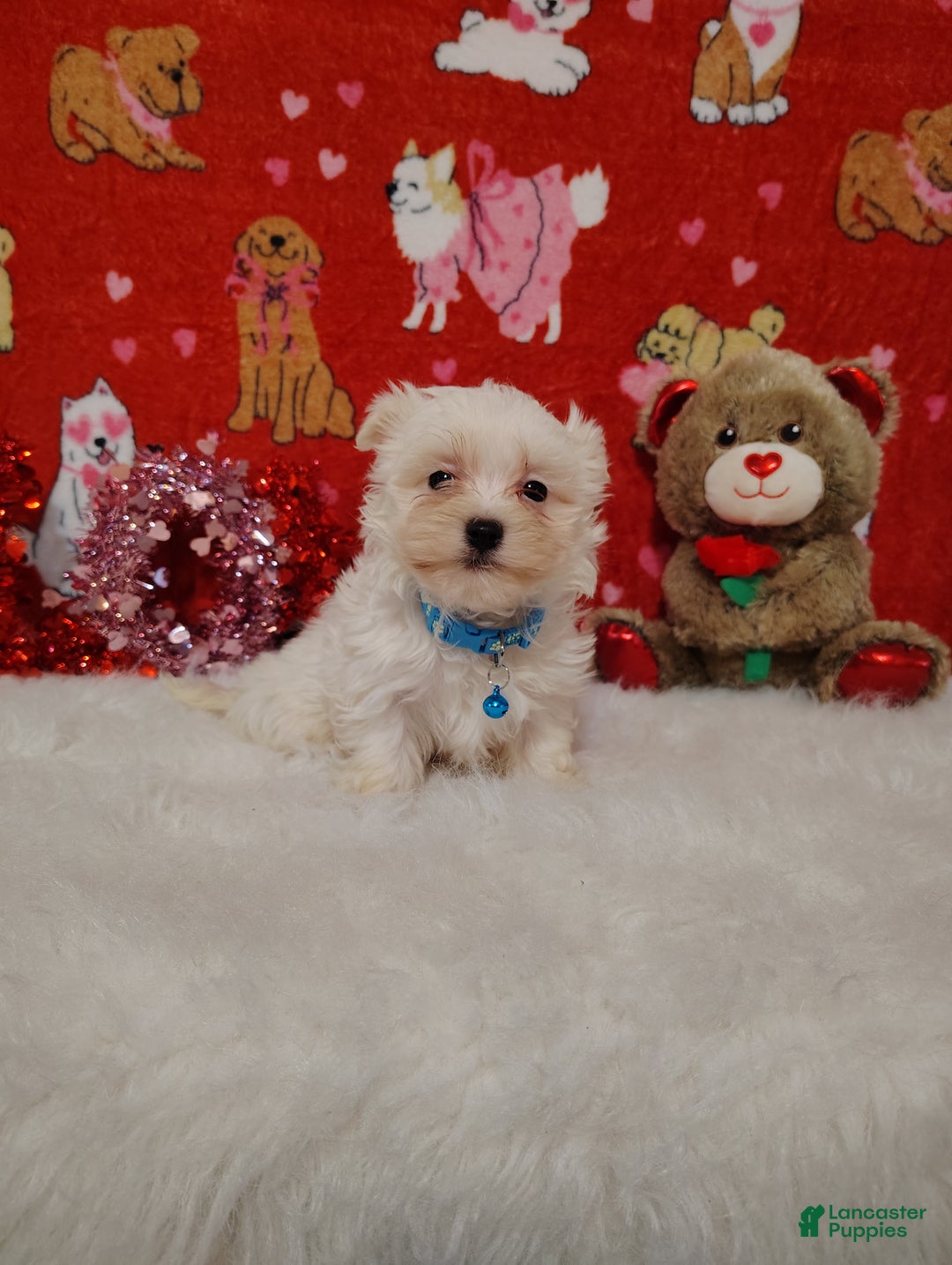 Maltese dogs for sale: Liam - Blue - Ad 2