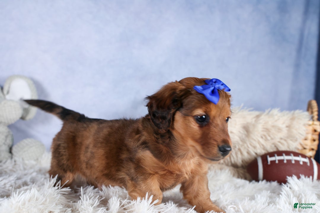 Miniature Dachshund dogs for sale: Jasper - Ad 27