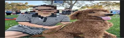 Standard Poodle dogs for sale: Daisy - Ad 9