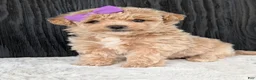 Bichpoo dogs for sale: Poppy - Ad 12